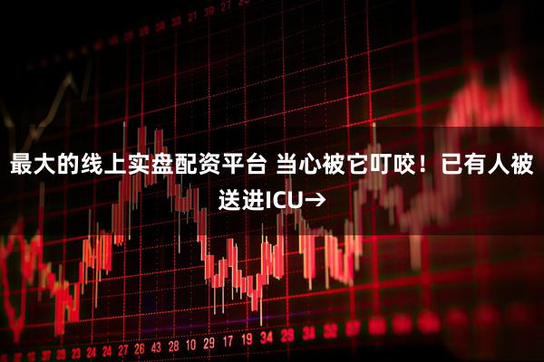 最大的线上实盘配资平台 当心被它叮咬！已有人被送进ICU→